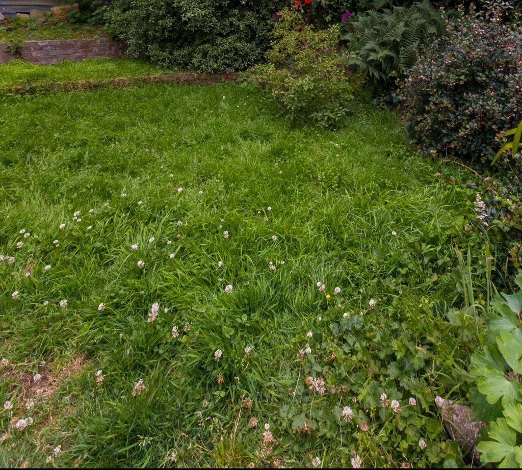 Get Rid Of The Stubborn Dallisgrass In Your Yard With These Tips